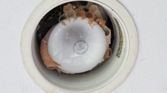 Remove wasp tunnels and replace bulb with energy saving light.