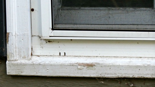 Paint windows with peeling paint.